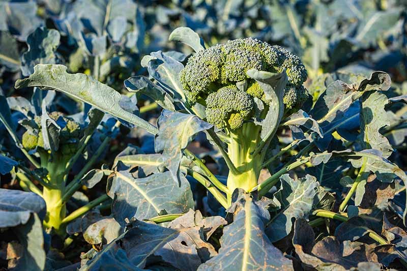 What’s Killing My Broccoli? 13 Common Diseases