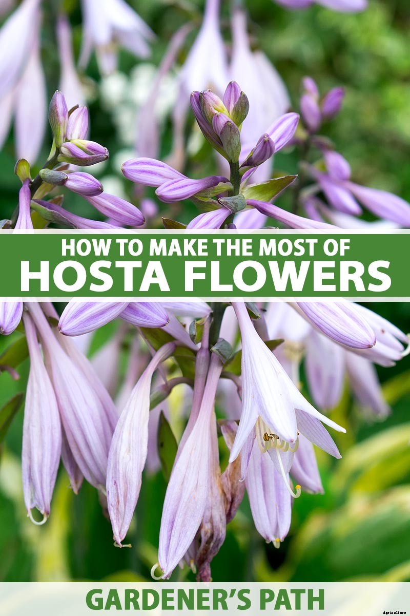 Keep or Cut: How to Make the Most of Hosta Flowers