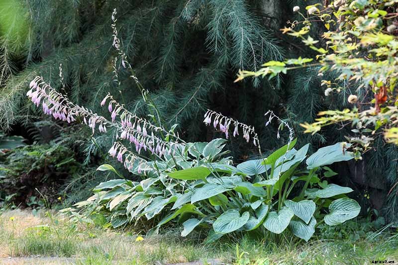 Keep or Cut: How to Make the Most of Hosta Flowers