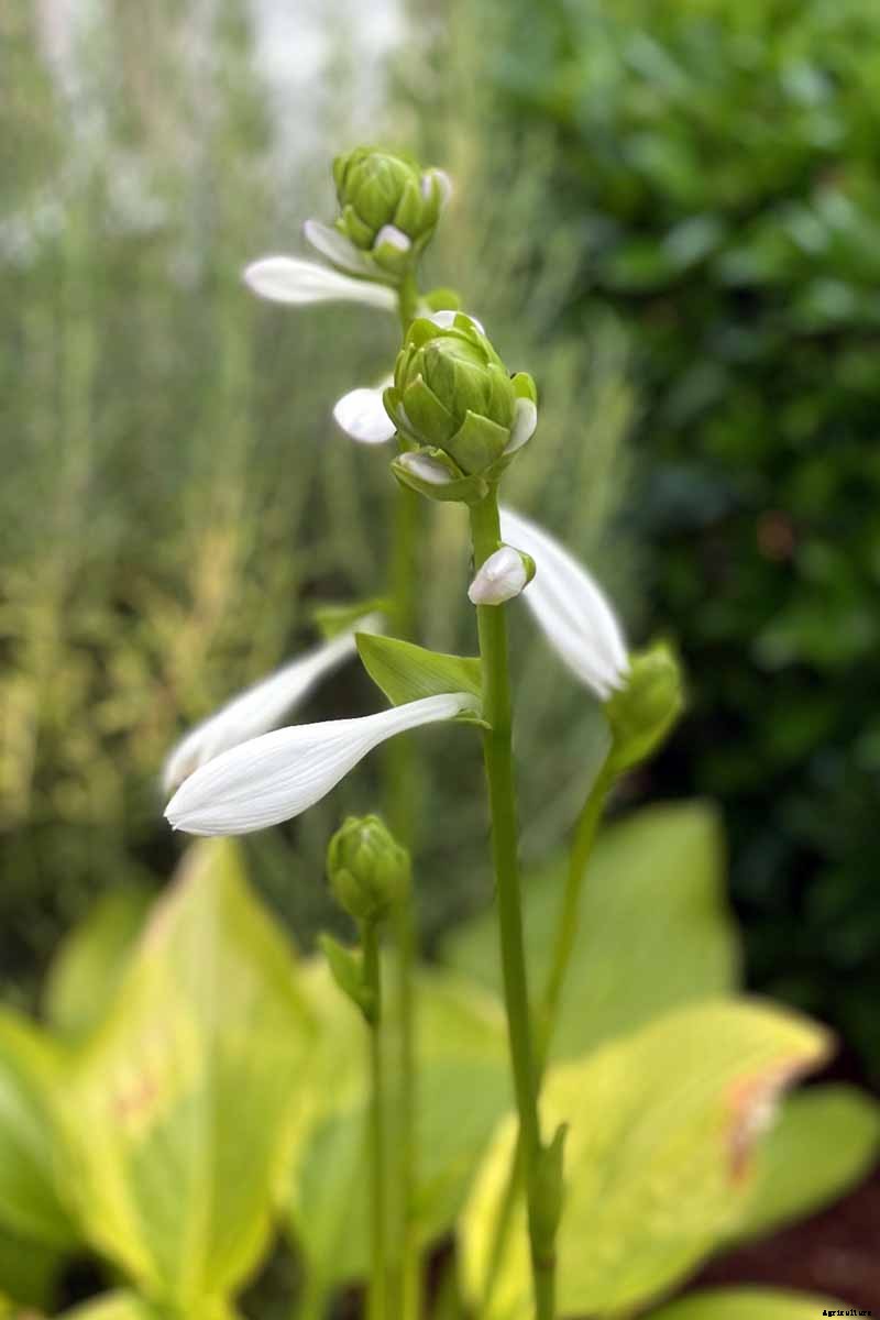 Keep or Cut: How to Make the Most of Hosta Flowers