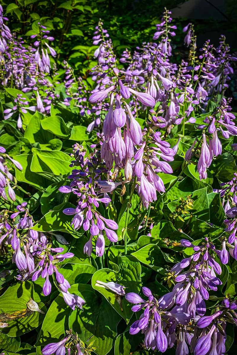 Keep or Cut: How to Make the Most of Hosta Flowers