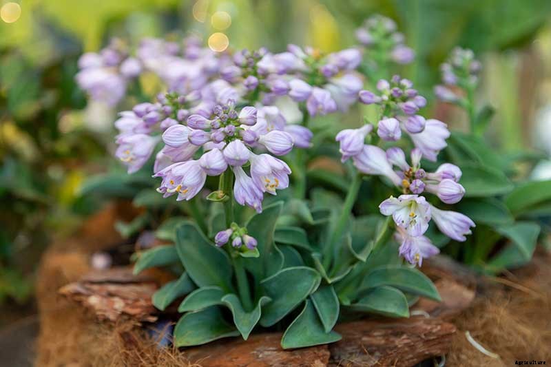Keep or Cut: How to Make the Most of Hosta Flowers