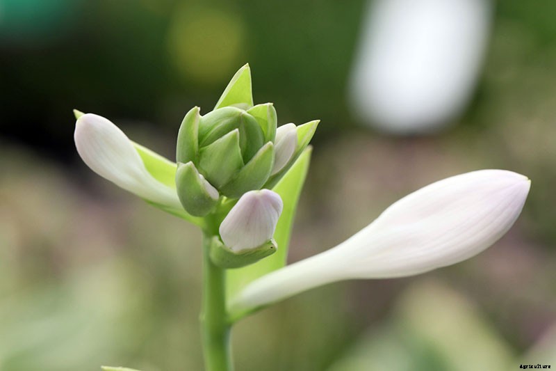 Keep or Cut: How to Make the Most of Hosta Flowers