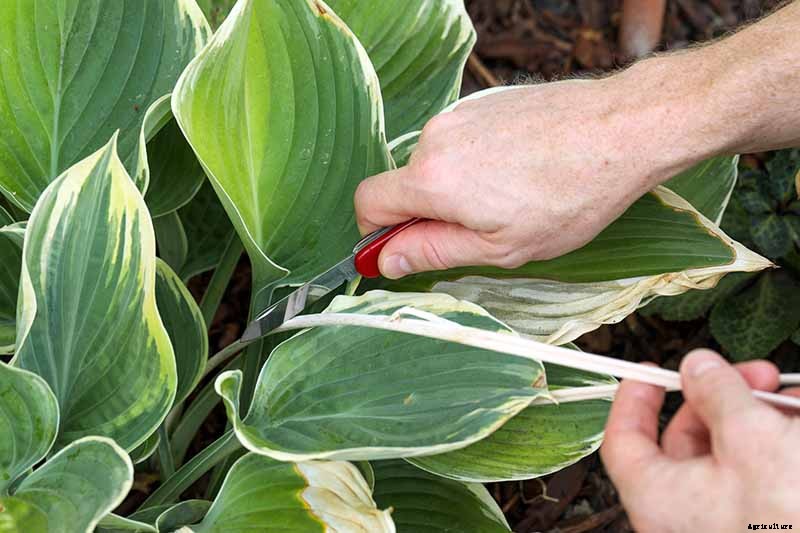 Keep or Cut: How to Make the Most of Hosta Flowers