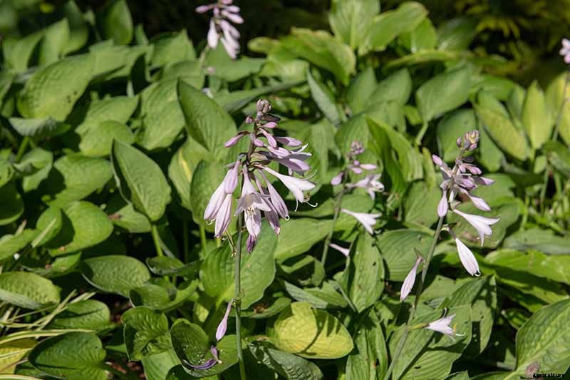 Keep or Cut: How to Make the Most of Hosta Flowers