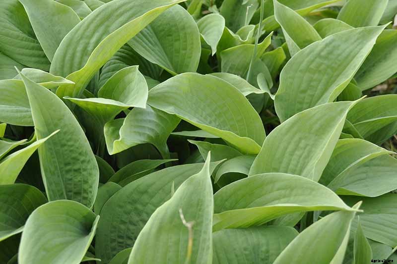 Keep or Cut: How to Make the Most of Hosta Flowers