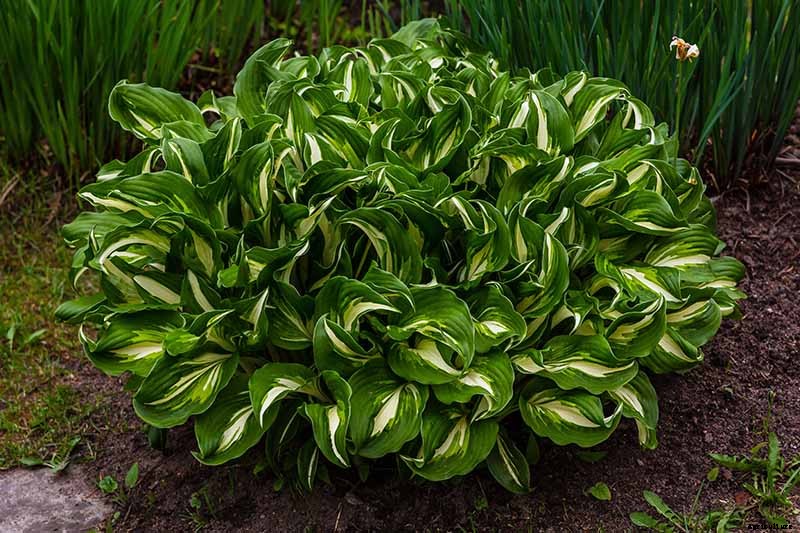 Keep or Cut: How to Make the Most of Hosta Flowers