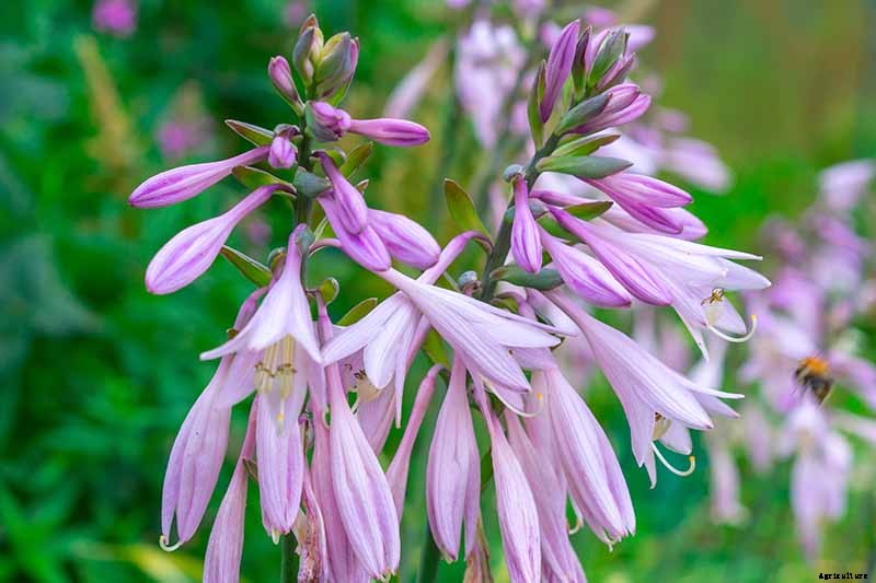 Keep or Cut: How to Make the Most of Hosta Flowers
