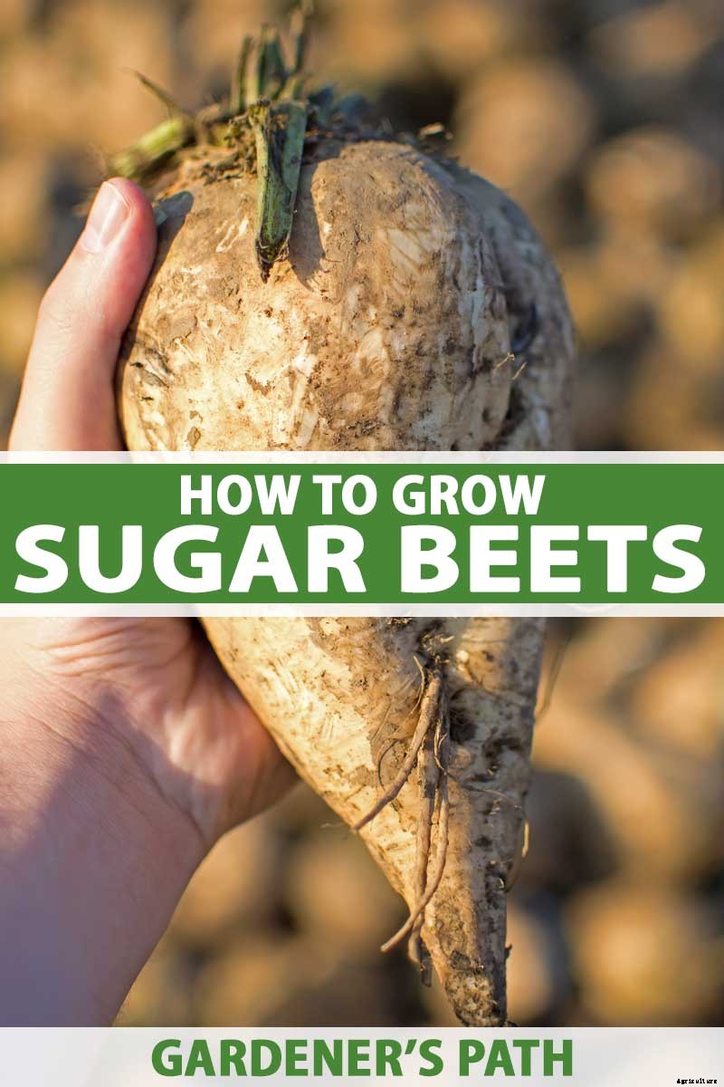 How to Grow Sugar Beets for Food and Fodder