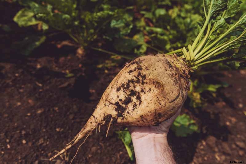 How to Grow Sugar Beets for Food and Fodder