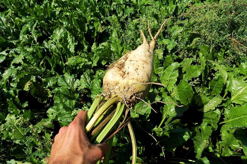 How to Grow Sugar Beets for Food and Fodder
