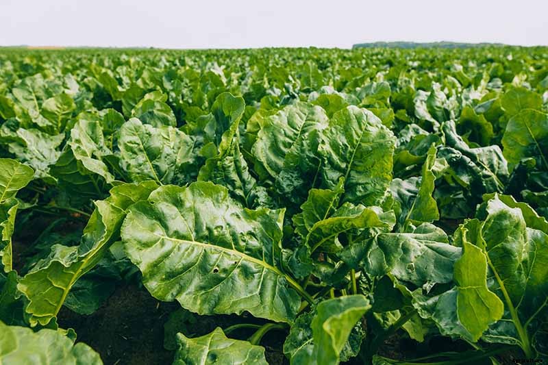 How to Grow Sugar Beets for Food and Fodder