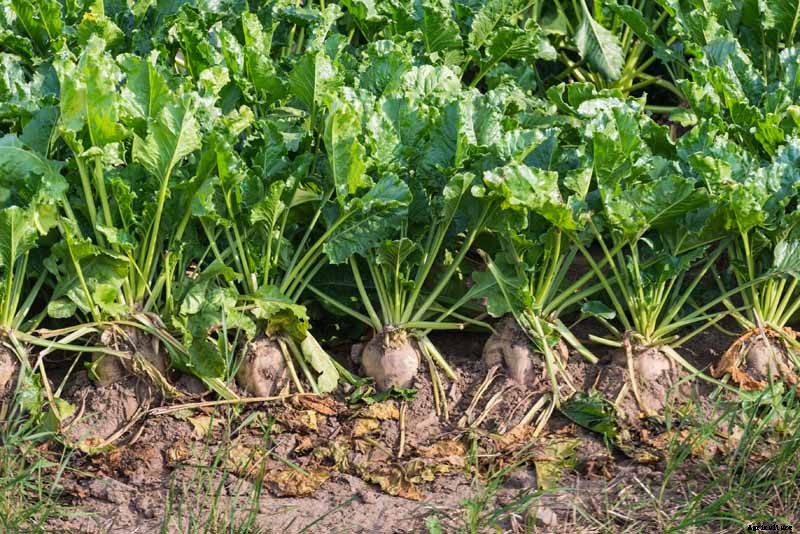 How to Grow Sugar Beets for Food and Fodder