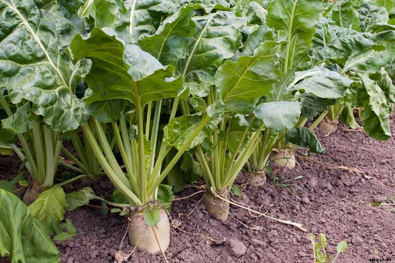 How to Grow Sugar Beets for Food and Fodder