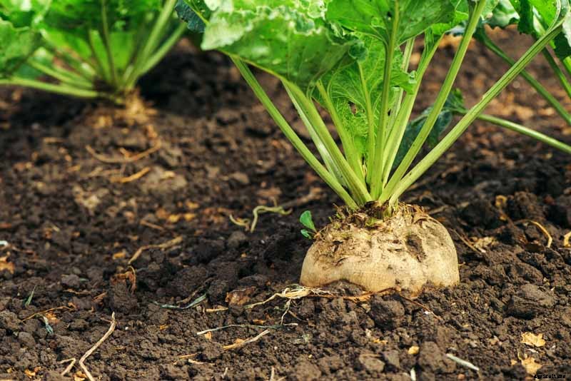 How to Grow Sugar Beets for Food and Fodder