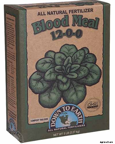 How to Grow Sugar Beets for Food and Fodder