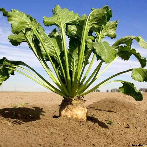 How to Grow Sugar Beets for Food and Fodder