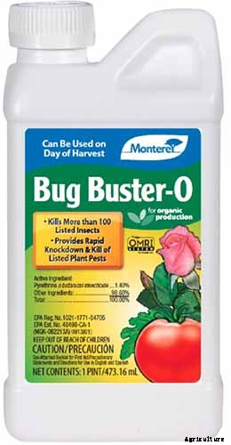 How to Grow Sugar Beets for Food and Fodder