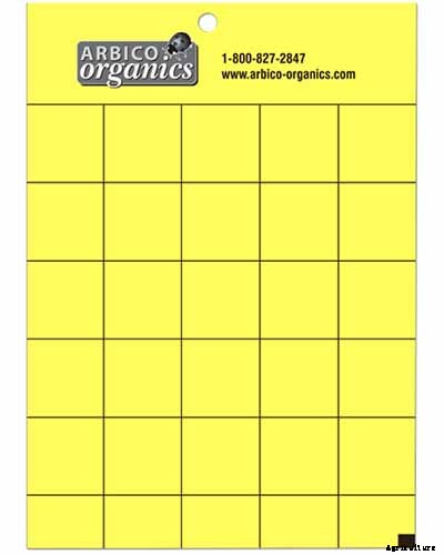 How to Grow Sugar Beets for Food and Fodder