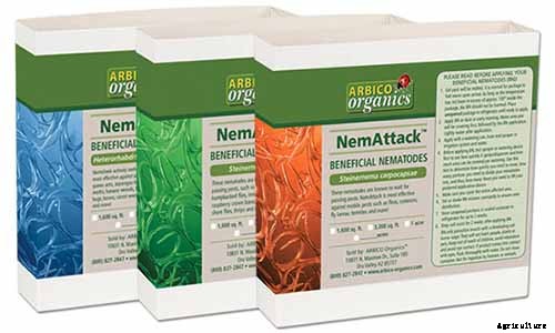 How to Grow Sugar Beets for Food and Fodder