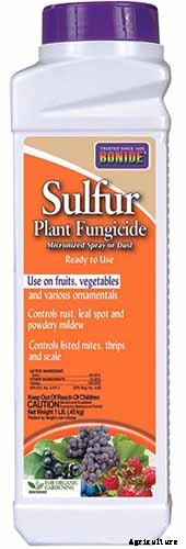 How to Grow Sugar Beets for Food and Fodder