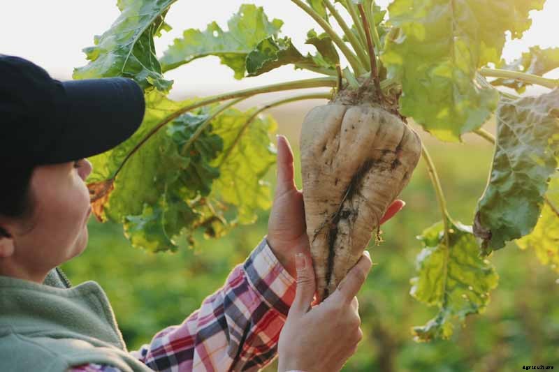 How to Grow Sugar Beets for Food and Fodder