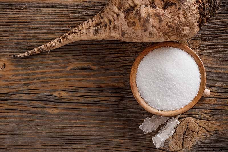 How to Grow Sugar Beets for Food and Fodder