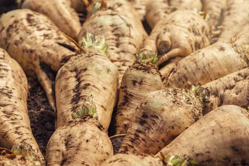 How to Grow Sugar Beets for Food and Fodder