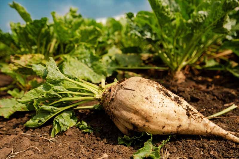 How to Grow Sugar Beets for Food and Fodder