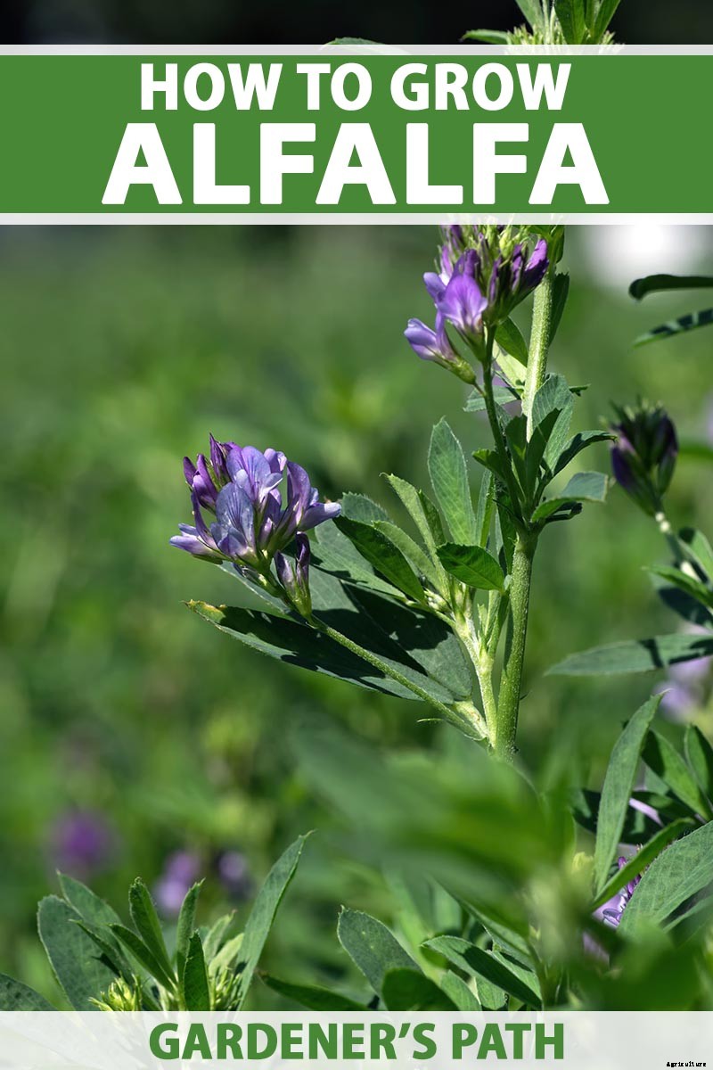 How to Plant and Grow Alfalfa Outdoors