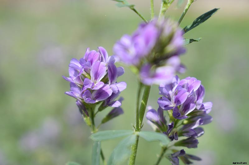 How to Plant and Grow Alfalfa Outdoors
