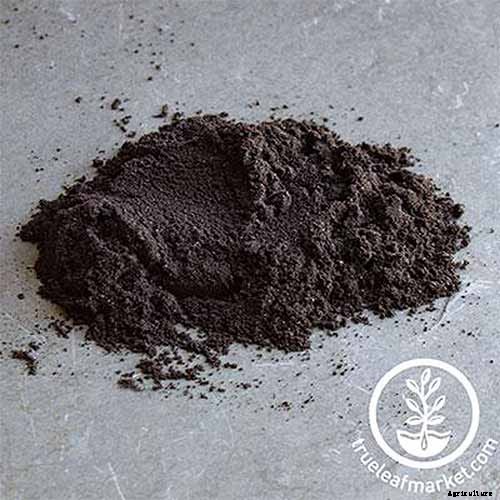 How to Plant and Grow Alfalfa Outdoors