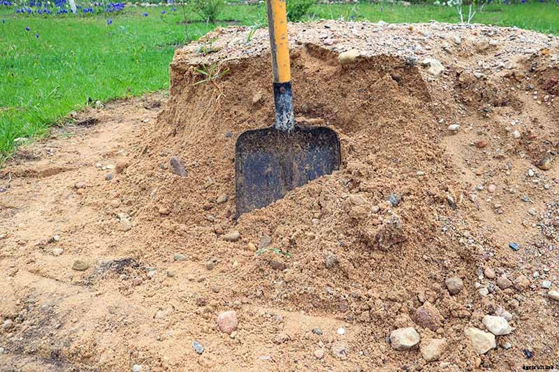 How to Plant and Grow Alfalfa Outdoors