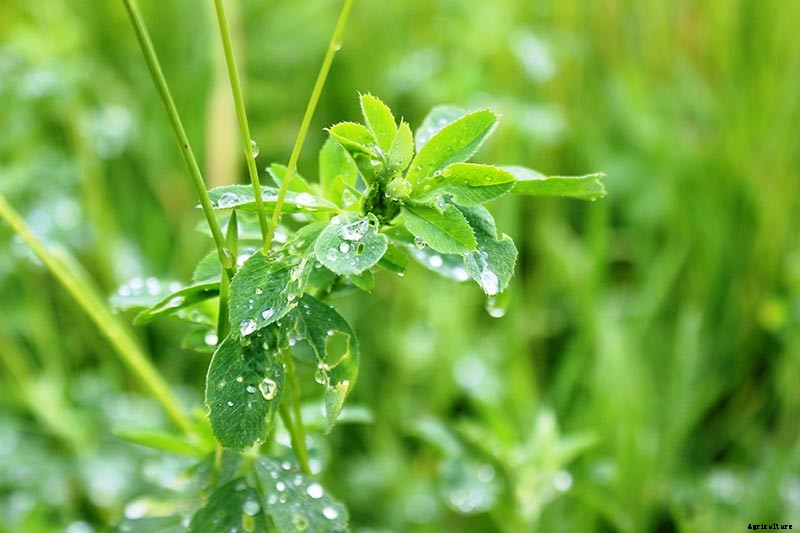 How to Plant and Grow Alfalfa Outdoors