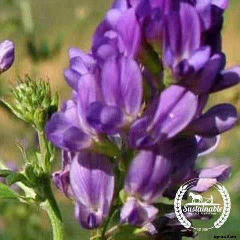 How to Plant and Grow Alfalfa Outdoors