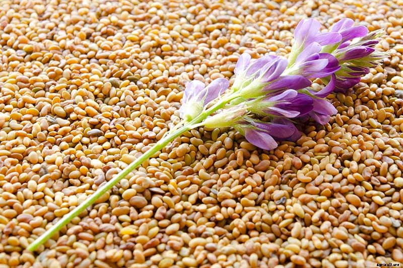 How to Plant and Grow Alfalfa Outdoors