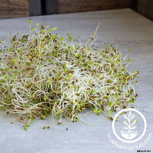 How to Plant and Grow Alfalfa Outdoors