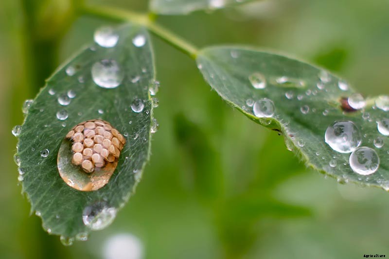 How to Plant and Grow Alfalfa Outdoors