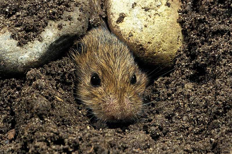 How to Plant and Grow Alfalfa Outdoors
