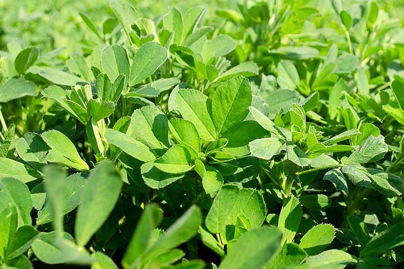 How to Plant and Grow Alfalfa Outdoors