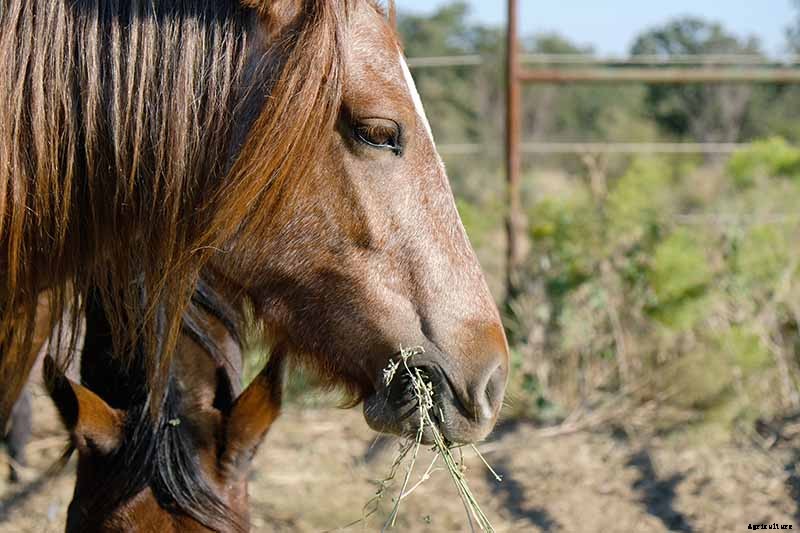 How to Plant and Grow Alfalfa Outdoors