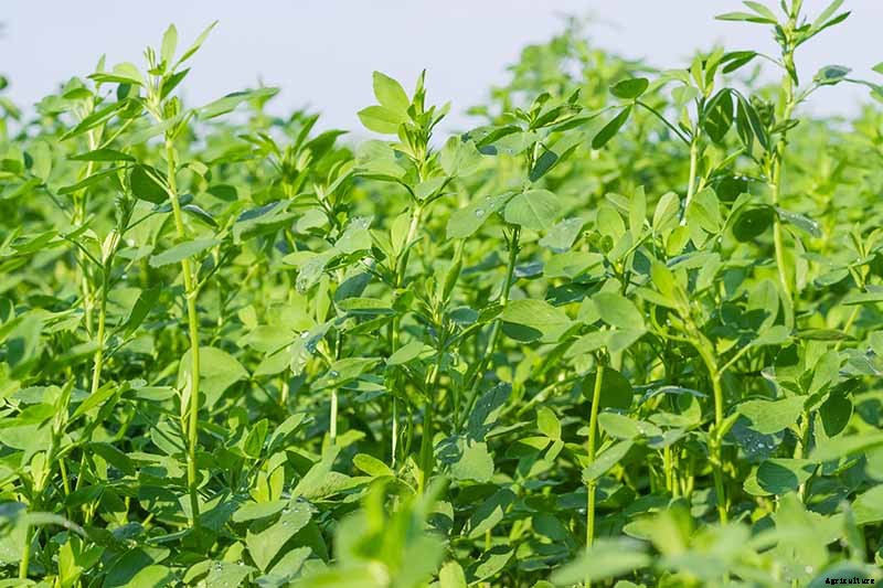 How to Plant and Grow Alfalfa Outdoors