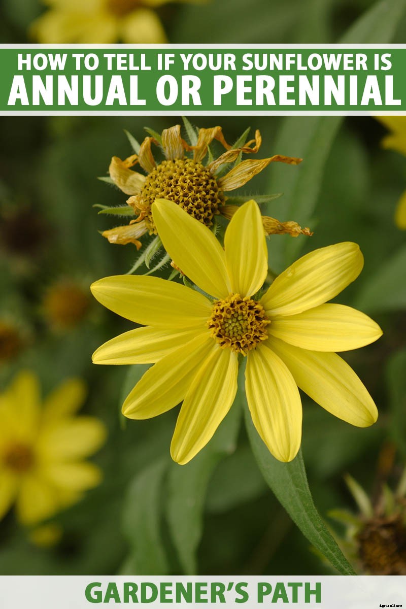 Is My Sunflower an Annual or a Perennial? Here’s How to Tell