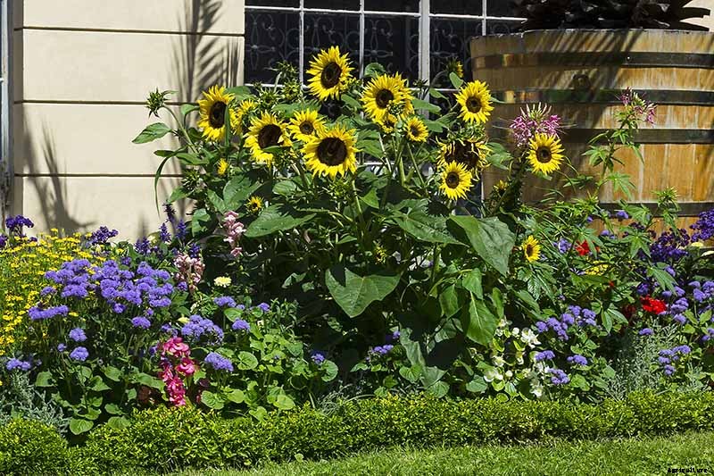 Is My Sunflower an Annual or a Perennial? Here’s How to Tell