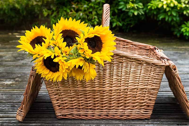 Is My Sunflower an Annual or a Perennial? Here’s How to Tell