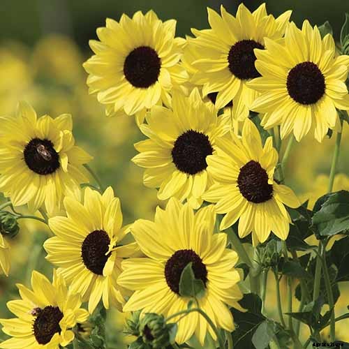 Is My Sunflower an Annual or a Perennial? Here’s How to Tell