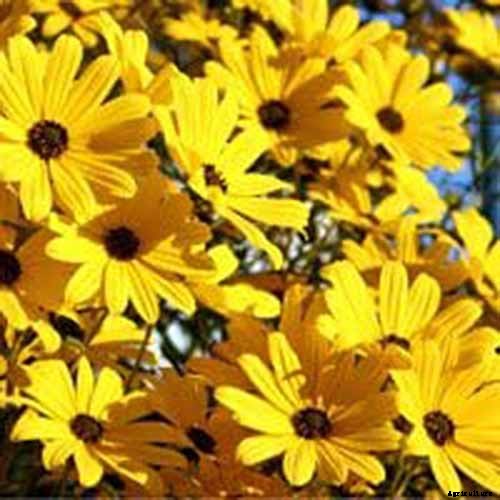 Is My Sunflower an Annual or a Perennial? Here’s How to Tell