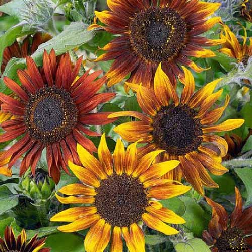 Is My Sunflower an Annual or a Perennial? Here’s How to Tell