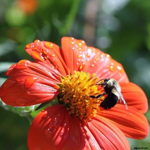 Is My Sunflower an Annual or a Perennial? Here’s How to Tell