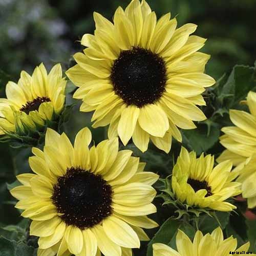 Is My Sunflower an Annual or a Perennial? Here’s How to Tell